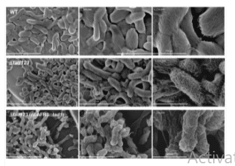 A stealth adhesion factor contributes to Vibrio vulnificus pathogenicity: Flp pili play roles in host invasion, survival in the blood stream and resistance to complement activation.